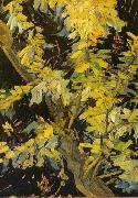 Vincent Van Gogh Blossoming Acacia Branches Sweden oil painting artist